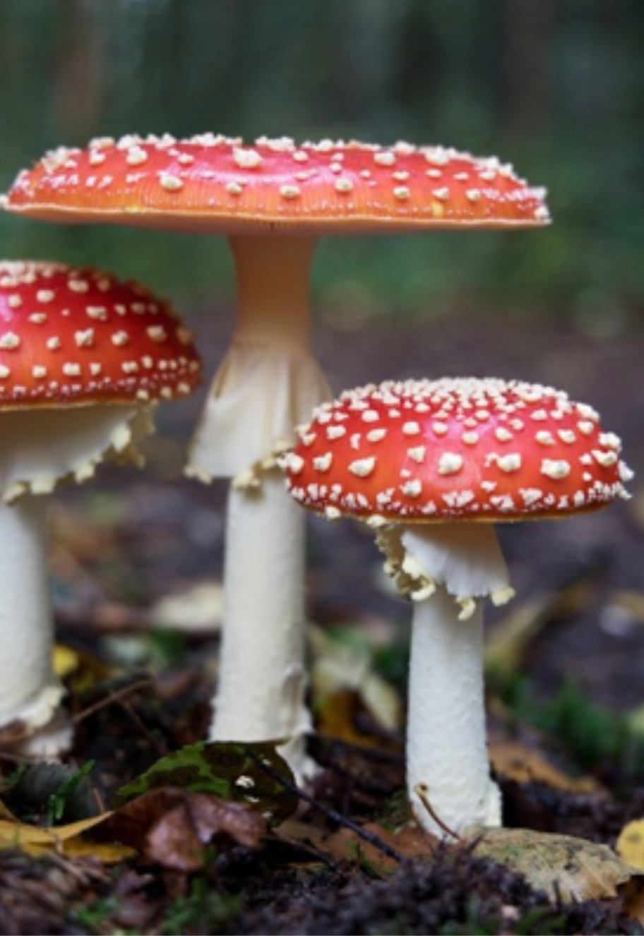 Awaken Dried Mushrooms